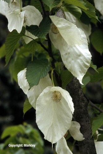 Davidia involucrata var. vilmoriniana