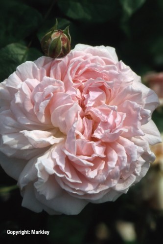 Rosa 'Eglantyne' -R-