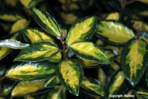 Elaeagnus ebbingei 'Limelight'