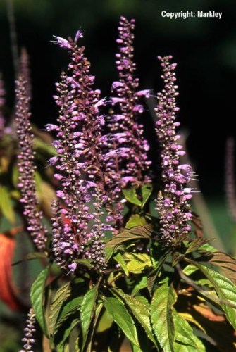 Elsholtzia stauntonii