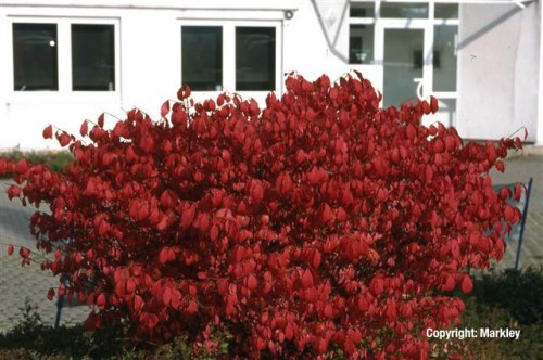 Euonymus alatus 'Compactus'