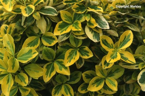 Euonymus fortunei 'Sunshine'