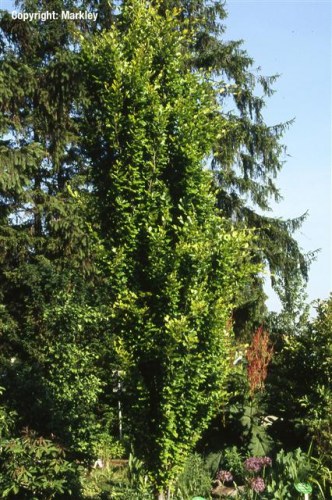 Fagus sylvatica 'Dawyck'