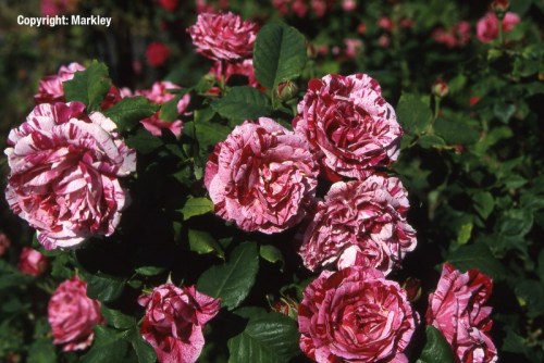 Rosa 'Ferdinand Picard'