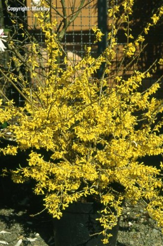 Forsythia 'Maree d'Or'