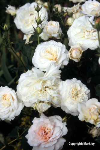 Rosa 'GruÃŸ an Aachen'