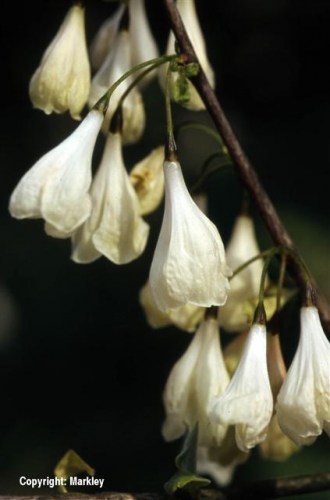 Halesia carolina