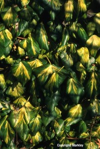 Hedera colchica 'Sulphur Heart'