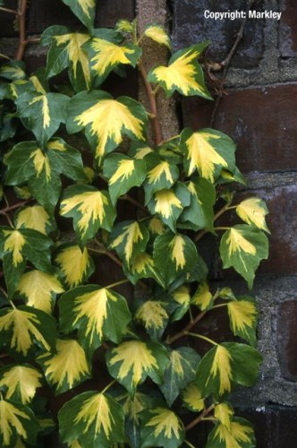 Hedera helix 'Goldheart'