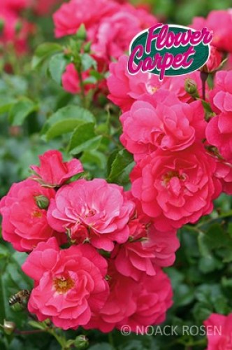 Rosa 'Heidetraum' - R -