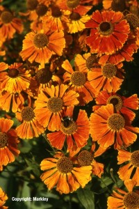 Helenium 'Waltraud'