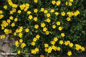 Helianthemum x cult.'Sterntaler'