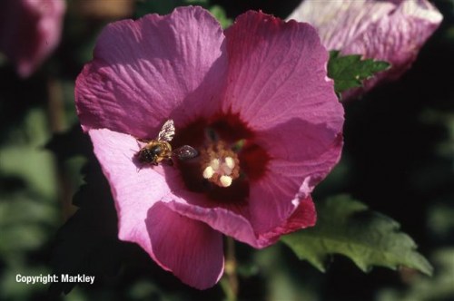 Hibiscus syriacus 'Pink Giant'