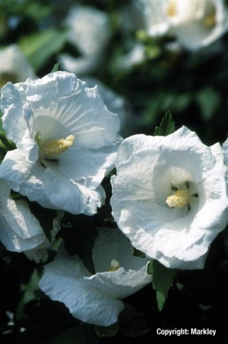 Hibiscus syriacus 'Totus Albus'