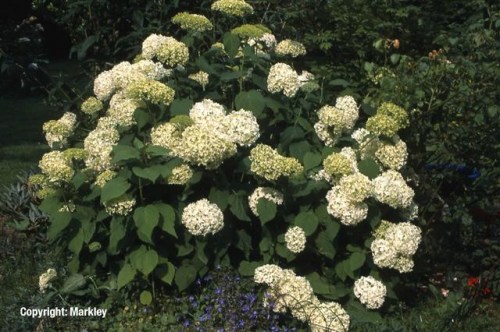 Hydrangea arborescens 'Annabelle'