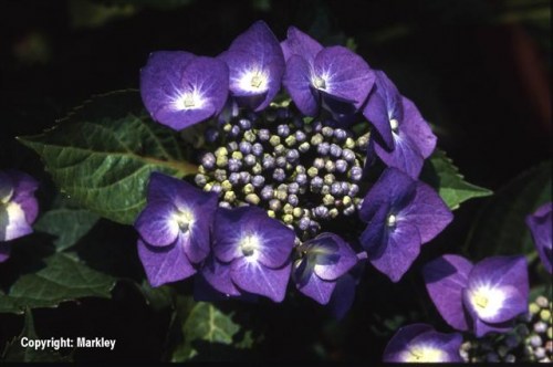 Hydrangea macrophylla 'Teller Blue'