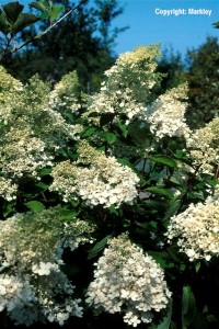 Hydrangea paniculata 'Grandiflora'