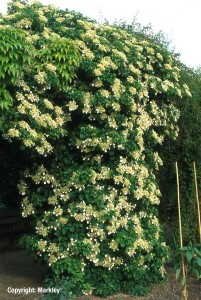 Hydrangea petiolaris