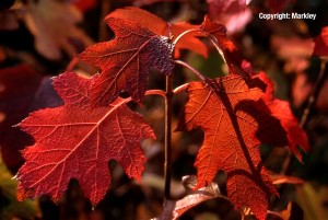 Hydrangea quercifolia