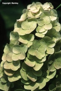 Hydrangea quercifolia 'Snow Queen'