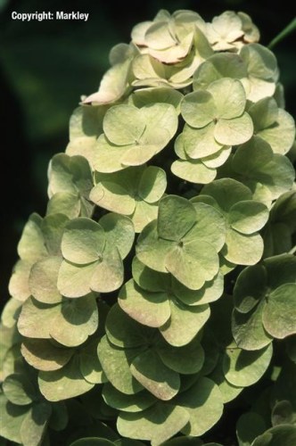 Hydrangea quercifolia 'Snow Queen'