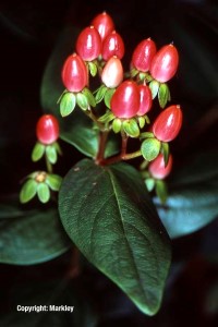 Hypericum inodorum 'Excellent Flair'