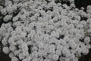 Keine Abbildung zugeordnet 