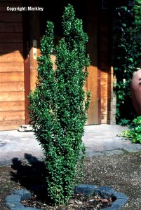 Ilex crenata 'Fastigiata'