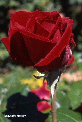Rosa 'Ingrid Bergman' -R-