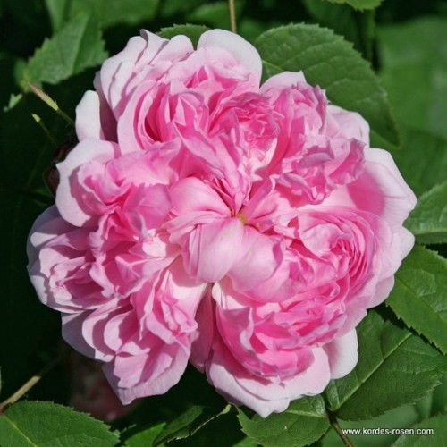 Rosa damascena 'Jacques Cartier'
