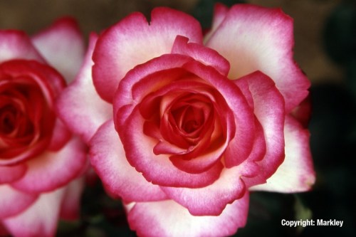 Rosa 'Jubile du Prince de Monaco' -R-