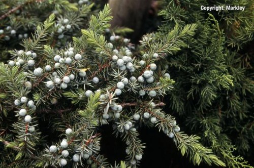 Juniperus conferta 'Slager'
