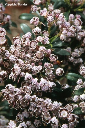 Kalmia latifolia 'Minuet'