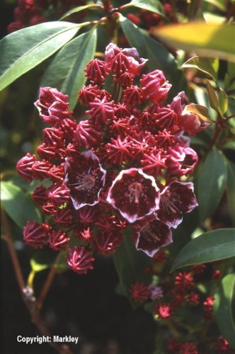 Kalmia latifolia 'Nepomuck'