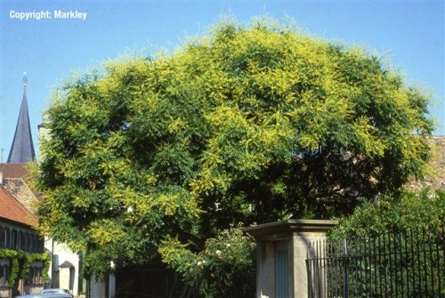 Koelreuteria paniculata
