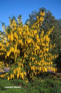 Laburnum watereri 'Vossii'