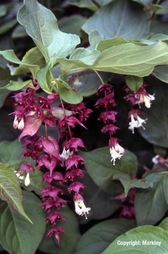 Leycesteria formosa