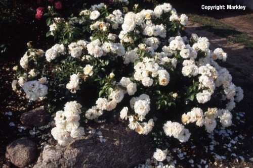 Rosa 'Lions-Rose' -R-