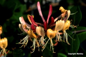 Lonicera heckrottii