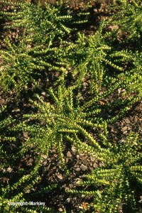 Lonicera nitida 'Maigruen'