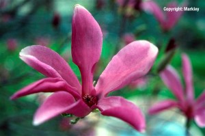 Magnolia liliiflora 'Susan'