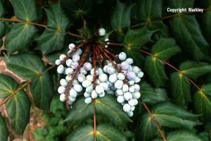 Mahonia bealei