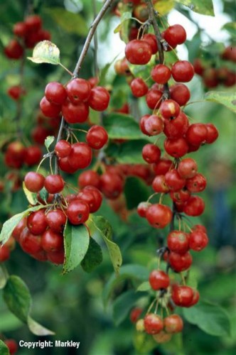Malus 'Red Sentinel'