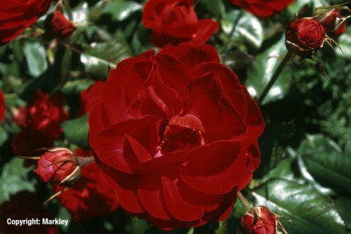 Rosa 'Mariandel' -R-