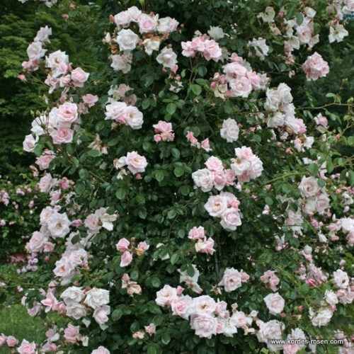 Rosa 'New Dawn' - R -