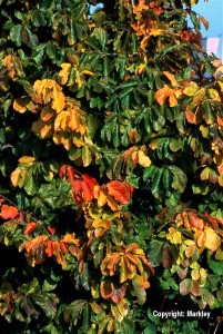 Parrotia persica