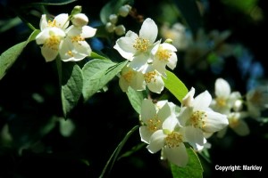 Philadelphus coronarius