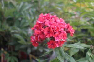 Phlox paniculata 'Orange'