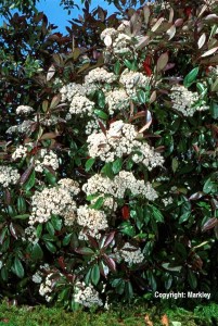 Photinia fraseri 'Red Robin'