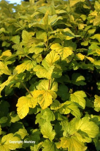 Physocarpus opulifolius 'Dart's Gold'